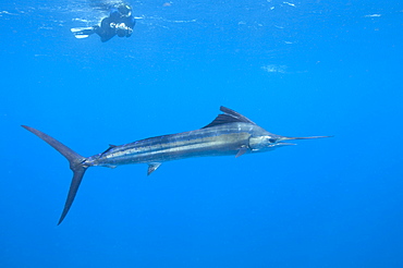 Sailfish & snorkeler. Mexico