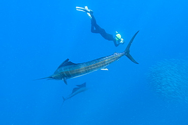 Sailfish & snorkeler. Mexico