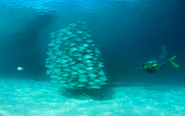 Scad & diver. Mabul Island, Malaysia