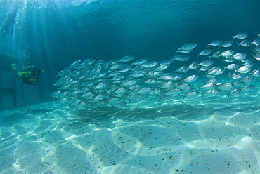 Scad & diver. Mabul Island, Malaysia