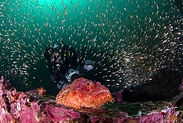 Sorpionfish, Glassy Sweepers & diver. Myanmar (Burma)