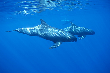 Pygmy killer whale (Feresa attenuata) travelling pod in dappled light, sowing characteristic long pectoral fins. 
Hawaii.