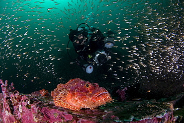 Scorpionfish, Glassy Sweepers & diver. Myanmar (Burma)