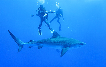 Tiger Shark (juvenile) & divers. Bahamas, Atlantic Ocean