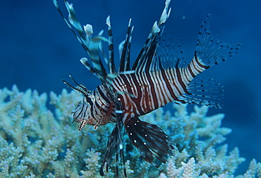 Red Firefish (Pterois volitans). Indo Pacific