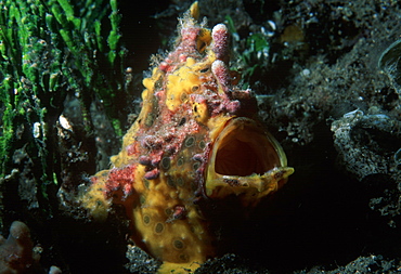 Painted Anglerfish (Antennarius pictus). Indo Pacific