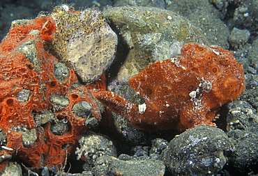 Painted Anglerfish (Antennarius pictus). Indo Pacific