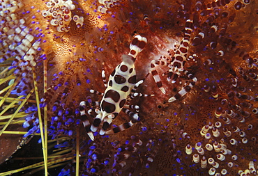 Coleman shrimp pair (smaller male) (Periclimenes colemani). Indo Pacific