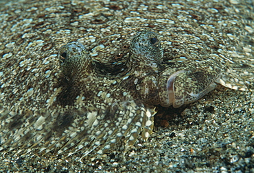 Peacock flounder (Bothus mancus). Indo Pacific