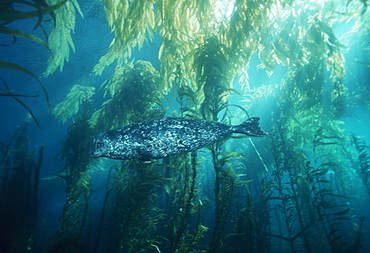 Harbor seal in giant kelp forest (Phoca vitulina)). USA, Channel Islands, CA