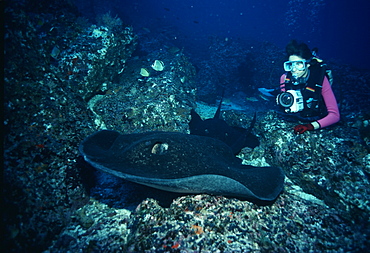 Marbled Ribbontail Ray & photographer (Taeniura melanospilos).