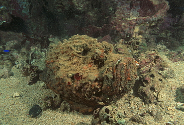 Scorpionfish (Scorpaenopsis sp.). Indo Pacific