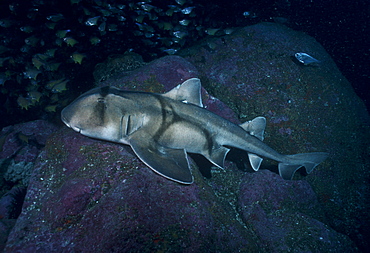 Port Jackson shark (Heterodontus portusjacksoni). Australia