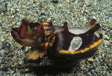 Flamboyant cuttlefish (Metasepia pfefferi). Indo Pacific (Malaysia)