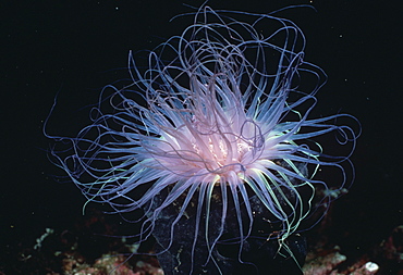 Tube Anemone.Mexico, Sea of Cortez