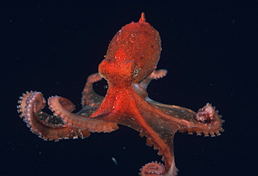 Pacific Octopus (Octopus sp.). USA, Channel Islands, CA