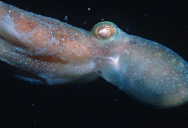 Octopus (Octopus sp).   (rr)