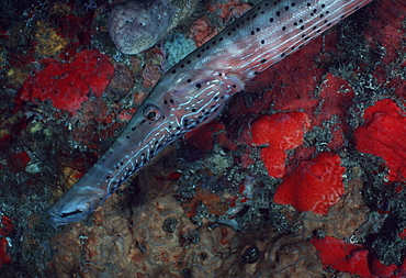 Trumpetfish (Aulostomus maculates). Caribbean