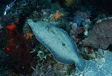 Peacock Flounder, swimming (Bothus mancus). Indo Pacific