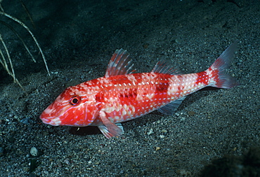 Goatfish. Indo Pacific