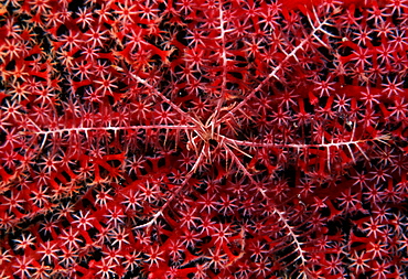 Arrow crab on gorgonian. Indo Pacific