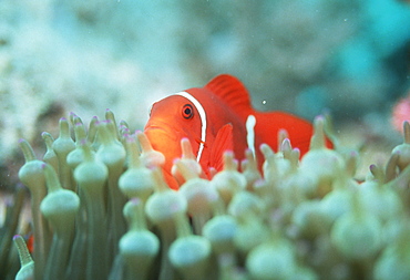 Spine-cheek anemonefish (Premnas biaculeatu). Papua New Guinea