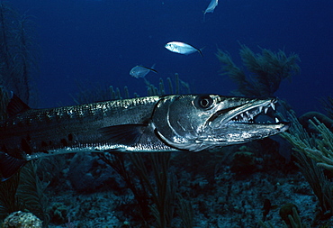 Great Barracuda (Sphyraena barracuda). Caribbean