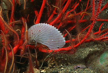 Empty shell on red gorgonian with brittle stars. USA, Channel Islands, CA