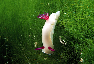 Nudibranch in seagrass.