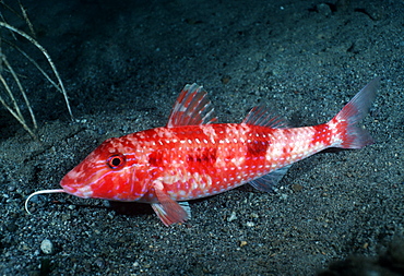 Squid (Loligo opalescens). Australia