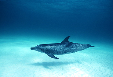 Spotted Dolphin over white sand bottom (Stenella frontalis). Caribbean