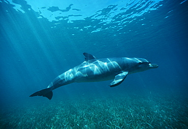 Bottlenose Dolphin over seagrass (Tursiops truncatus). Caribbean