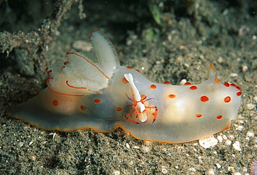 Nudibranch with commensal shrimp (Gymnodoris ceylonica). Indo Pacific