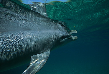 Bottlenose Dolphin (Tursiops truncatus). Caribbean