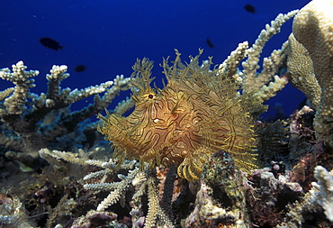 Leafy Scorpionfish on coral (Rhinopius aphenes). Indo Pacific.   (rr)