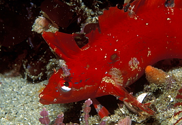 Crevice kelpfish (Gibbonsia montereyensis). USA, Channel Islands, CA.   (rr)