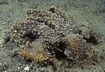 Melibe Nudibranch (Melibe leonine). Indo Pacific