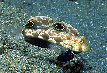 Spot fin goby (or crab-eyed goby) (Signigobius biocellatus). Indo Pacific