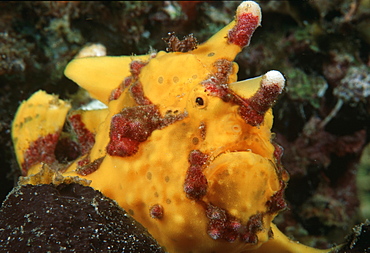 Anglerfish (Antennarius sp.). Indo Pacific