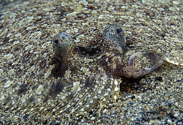 Peacock Flounder, swimming (Bothus mancus). Indo Pacific