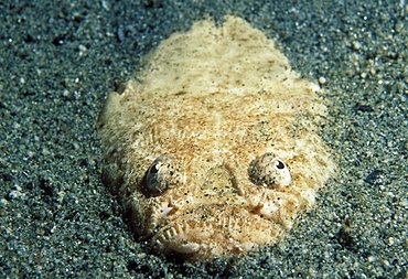 Stargazer buried in sandy bottom; front (Uranoscopus bicintus). Indo Pacific