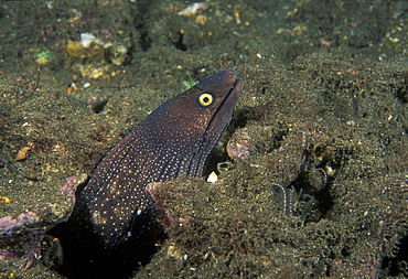 Moray Eel (Muraena argus). Mexico, Sea of Cortez