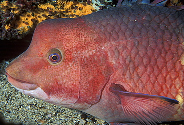 Parrot fish sp.