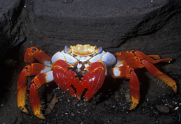 Sally lightfoot crab (Grapsus grapsus). Galapagos Islands