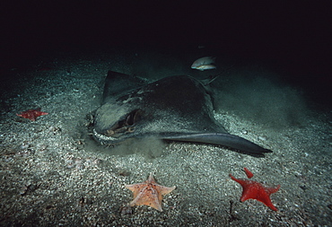 Bat Ray.