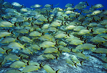 Bluestriped grunt (Haemulon sciurus). Caribbean