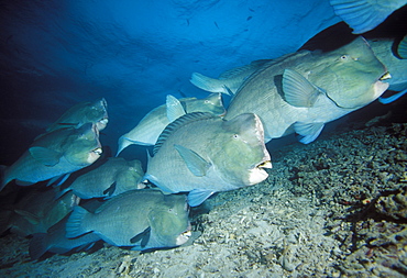 Bumphead parrotfish.