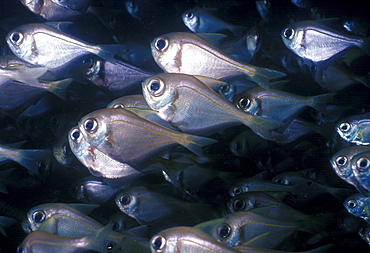 Bullseyes (Pempheris sp). Indo Pacific