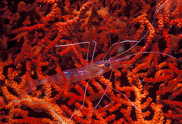 Cleaner shrimp on red gorgonian.Indo Pacific