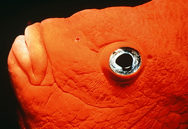 Garibaldi (Hypsypops rubicundus). USA, Channel Islands, CA